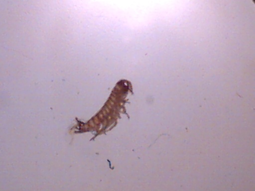 Piccoli crostacei raccolti dal Po vicino a Settimo Torinese